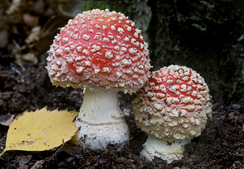 Amanita muscaria